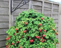 If you are looking to plant your raspberries in a container, ensure the pot is at least 5 gallons, the bigger the better. How To Grow Raspberries Van Meuwen