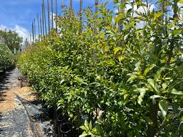 Image result for Heteropyxis natalensis