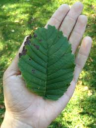 Alternate, simple, ovate to oblong, 4 to 6 inches long, 2 to 3 inches wide, margin coarsely and sharply doubly serrated, base conspicuously inequilateral; This Is A Slippery Elm Ulmus Rubra Leaf Their Base Is Asymmetrical And Their Trees Have Rough Twigs And Grow Rough Leaves Plant Leaves Slippery Elm Plants