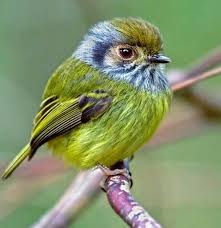Birds Of The Same Feather Flock Together Meaning In Bengali Pin On Nature