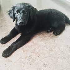 We did not find results for: Black Lab Mixed With Golden Retriever Puppies Cheap Buy Online