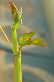 Image result for Cissus quadrangularis