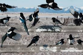 You can find magpies across england, wales and n ireland, but more localised in scotland, absent from the highlands. One For Sorrow Two For Joy Magpies Are Far From Black And White The Independent The Independent