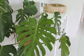 Monstera Deliciosa Honestly Ombre Plants Plants Monstera Deliciosa Plant Leaves
