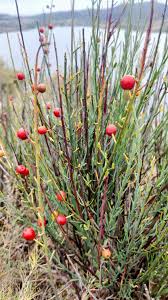 Image result for Osyris