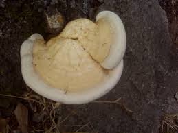 Image result for Ganoderma curtisii
