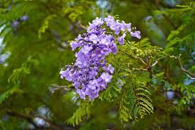 Australian tree with purple flowers. 894 Australian Violet Photos Free Royalty Free Stock Photos From Dreamstime