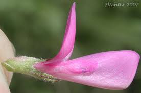 Image result for Hedysarum