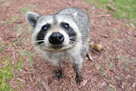 Image result for raccoon face in camera