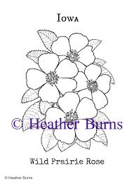 Iowa State Flower Wild Prairie Rose Rose Coloring Pages Rose Tattoos Coloring Books