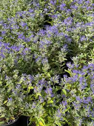 Image result for tbn:AWzYY9q209rRYM::rho0ofa.jeeran.com/24947_ABEER__ROSE.jpg