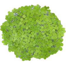 Image result for Salvinia hastata