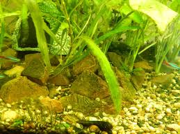 Put aquamarin in it and stir. A Guide To Green Algae In Betta Tanks Betta Care Fish Guide
