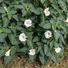 Image result for durman obecný plod