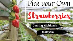Book genting highlands hotels book genting highlands holiday packages. Strawberry Farm Must Visit Genting Highland Malaysia Youtube