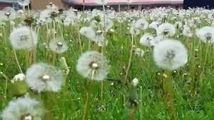 Added to your profile favorites. Dandelions Blowing In The Wind In Fancy Gap Virginia Youtube