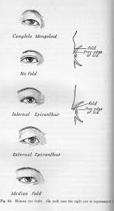 Kadu Album S Image Epicanthic Fold Eyes Eye Drawing