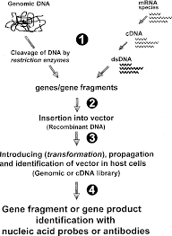 Figure 3 From Strategies For Gene Cloning Semantic Scholar