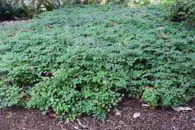 Image result for Blyxa hexandra