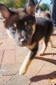 Black And Tan Shiba Inu Mix Nugget Diaries Home At Last Darwin Discovered Toy Pomeranian Puppies Pomeranian Chihuahua Mix Pomeranian Dog