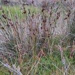 Image result for Juncus kraussii