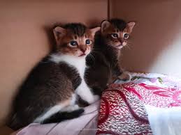 Di dalam tutorial ini saya akan menunjukkan bagaimana menggambar sebuah anak kucing berbulu halus dari awal, dengan. Gambar Anak Kucing Yang Comel Dan Gebu