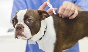 If one should opt for a more intimate special care at home, the average cost to put a dog down is around $295 to $400. Rspca Claim The Law Has Forced Them To Put Down Hundreds Of Dogs For No Reason Uk News Express Co Uk
