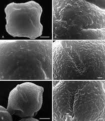 Image result for Teedia lucida