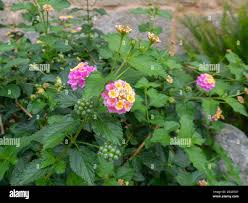 Image result for Lantana camara