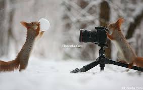 جلسة تصويرية لحيوان السنجاب وهو يلعب بالثلج والمكسرات Squirrel Pictures Cute Squirrel Squirrel Funny