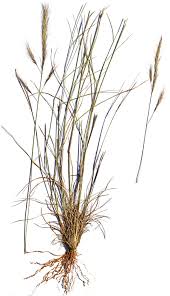 Image result for Schmidtia pappophoroides