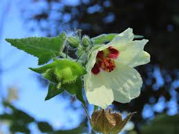 Image result for Hibiscus aethiopicus
