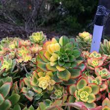What kind of plant is aeonium haworthii? Aeonium Kiwi Aeonium Haworthii In 2021 Succulents Succulents In Containers Succulent Garden Diy