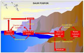 We did not find results for: Urutan Daur Fosfor Beserta Gambar Dan Penjelasannya Brainly Co Id