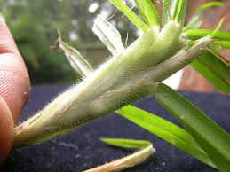 Image result for Cenchrus clandestinus