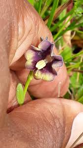 Image result for Schwenckia