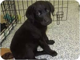 Browse search results for female chocolate lab pets and animals for sale in pennsylvania. Washington Pa Labrador Retriever Meet Lab Shepherd Mix Puppies A Pet For Adoption