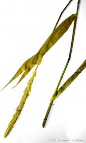 Image result for Eriochrysis