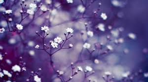 We did not find results for: Hd Wallpapers For Pc Full Screen Flower Free Pictures On Greepx
