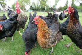 https://www.animalscience.care/