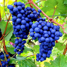 Image result for Vitis vinifera