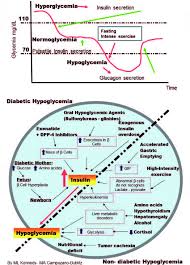 Intravenous glucose is the most howell ma, guly h. Regulation Of Plasma Glucose Level By Insulin And Glucagon Download Scientific Diagram