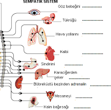 Fatih can türk md, phd. Http Www Megep Meb Gov Tr Mte Program Modul Moduller Pdf Otonom 20sinir 20sistemi 20ila C3 A7lar C4 B1 Pdf