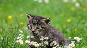 Bicara mengenai arti mimpi hamil 8 bulan adalah hal yang cukup menarik, terlebih untuk anda yang memang sedang mencari arti mimpi hamil 8 bulan. Arti Mimpi Tentang Anak Kucing Mengeong Tanda Kabar Buruk Tribun Lampung