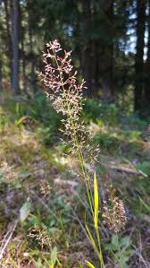 Image result for Agrostis continuata