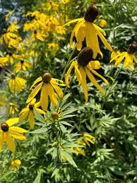 Image result for Cineraria pinnata