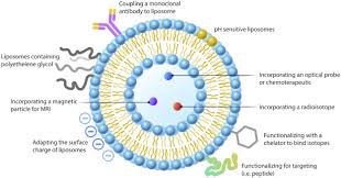 Maybe you would like to learn more about one of these? Radiopharmaceutical Enhancement By Drug Delivery Systems A Review Sciencedirect