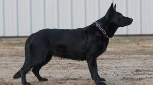 Fees for german shepherd dogs and puppies adopted from a gsd rescue vary but you can always find out by doing online research or by calling or emailing the gsd rescue organization for more information. Timber Ridge Farm Honors German Shepherd Hit By Car Last Year Wgme