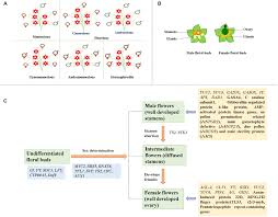 Maybe you would like to learn more about one of these? Frontiers Molecular Mechanisms Of The Floral Biology Of Jatropha Curcas Opportunities And Challenges As An Energy Crop Plant Science