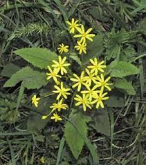 Image result for Senecio latifolius
